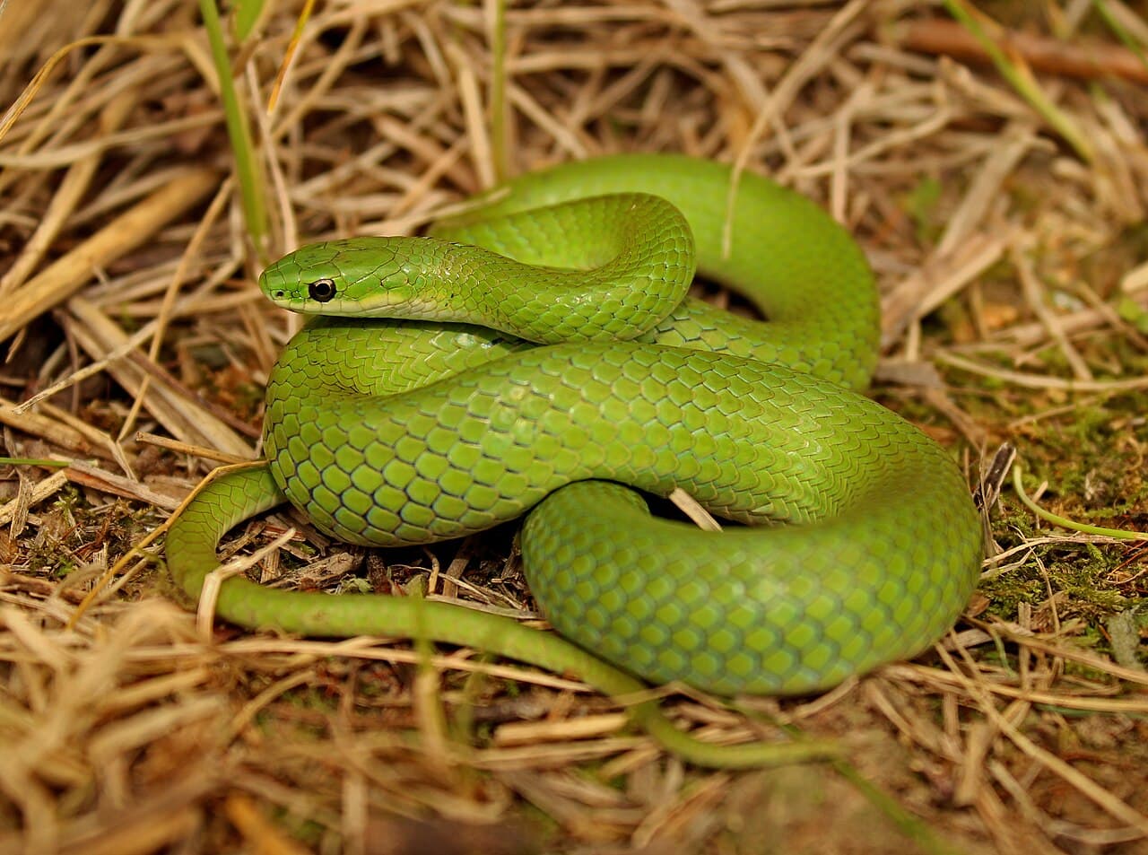 Representative smooth green snake coiled in dry grass in Illinois