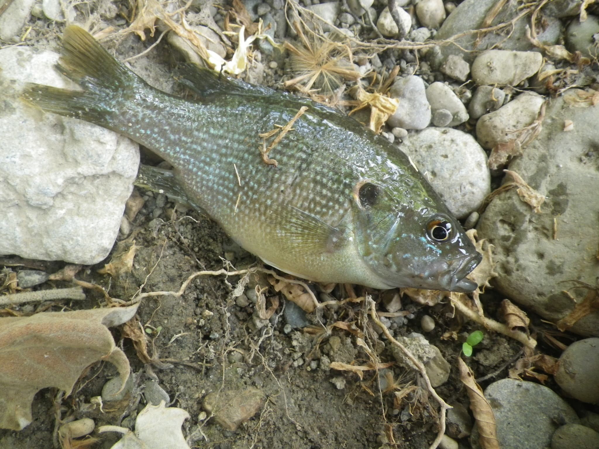 Green Sunfish resting on streamside gravel and plant debris