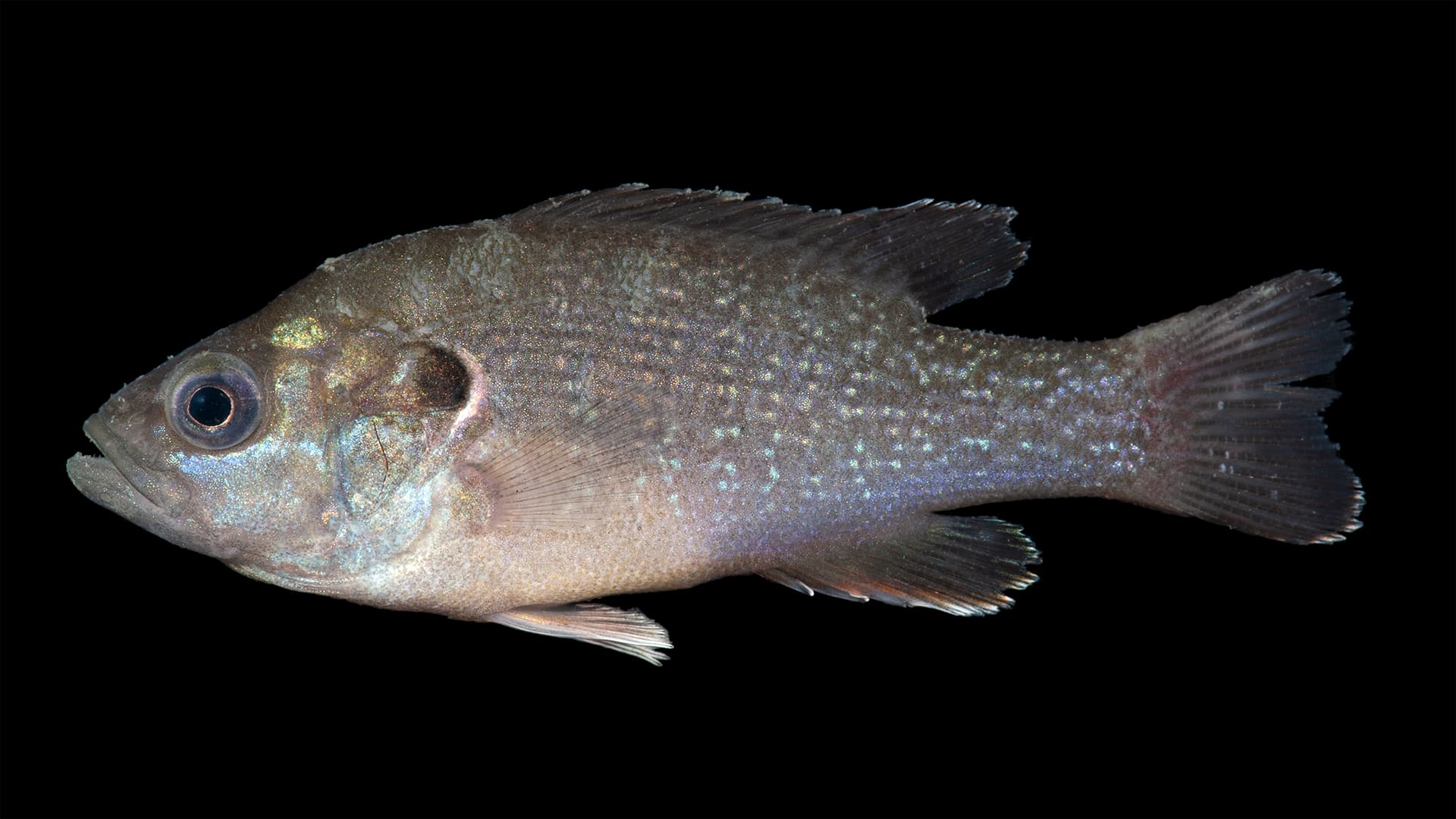 Green Sunfish specimen showing body shape and fin structure against black background