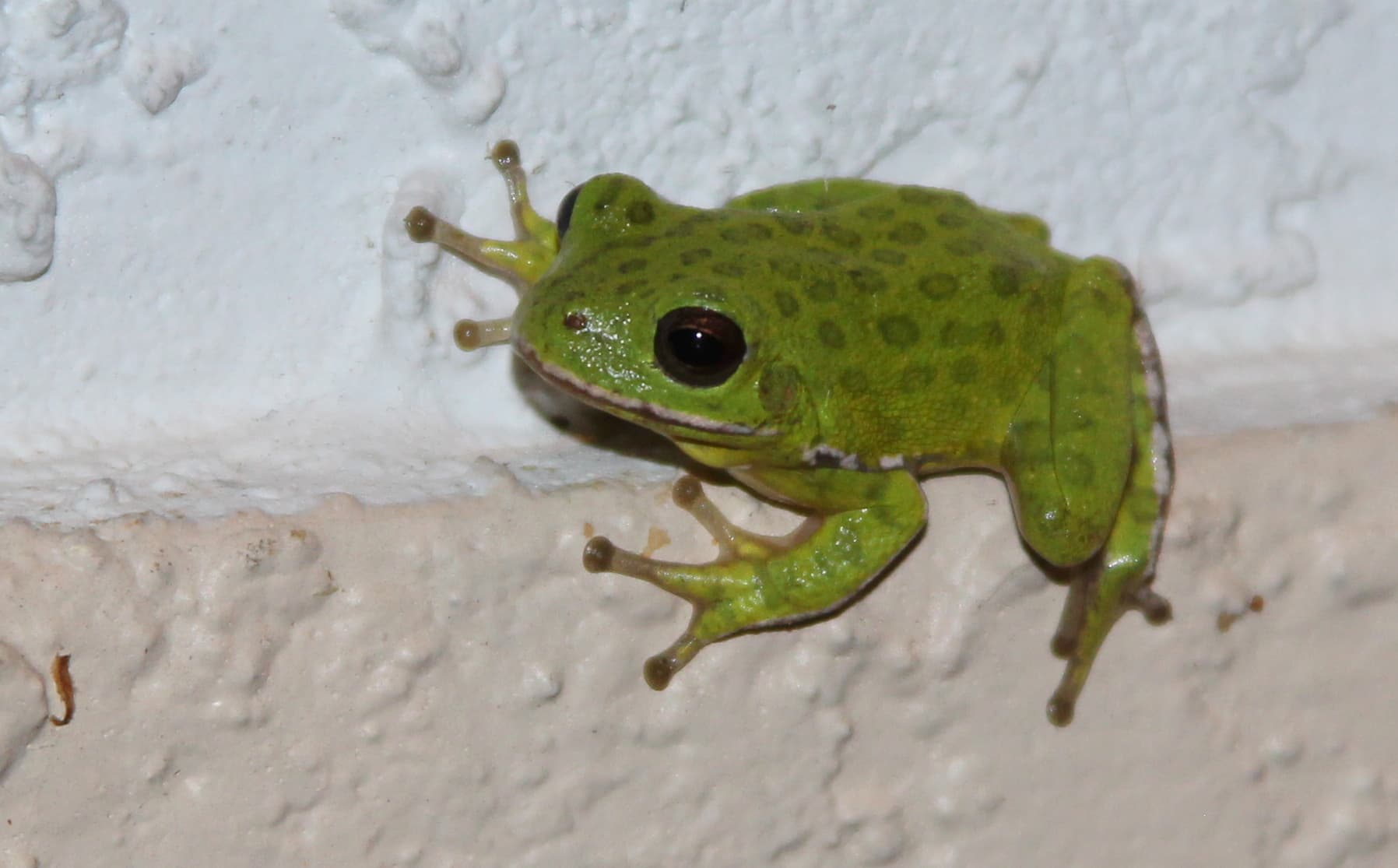 American Green Tree Frog seen from above on a white exterior surface