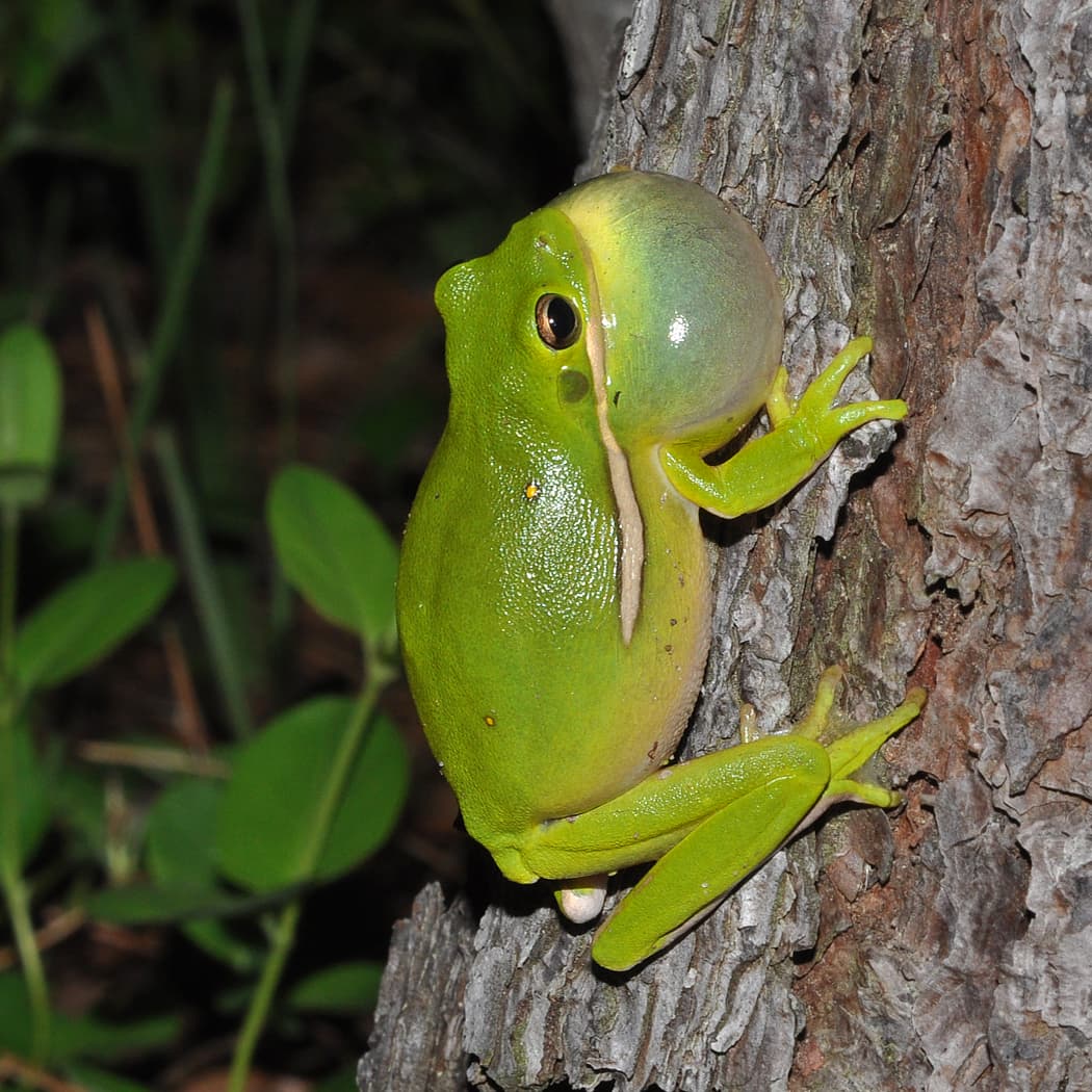 Calling male American Green Tree Frog perched on pine bark in Texas