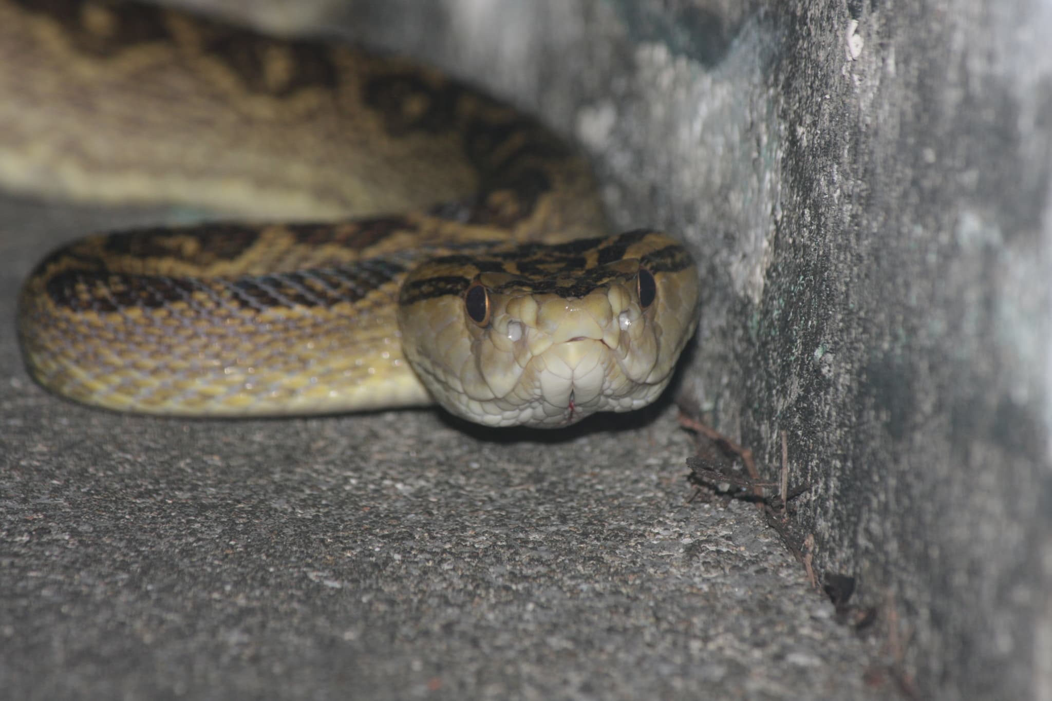 Habu Snake Protobothrops flavoviridis facing the camera beside a wall on Okinawa