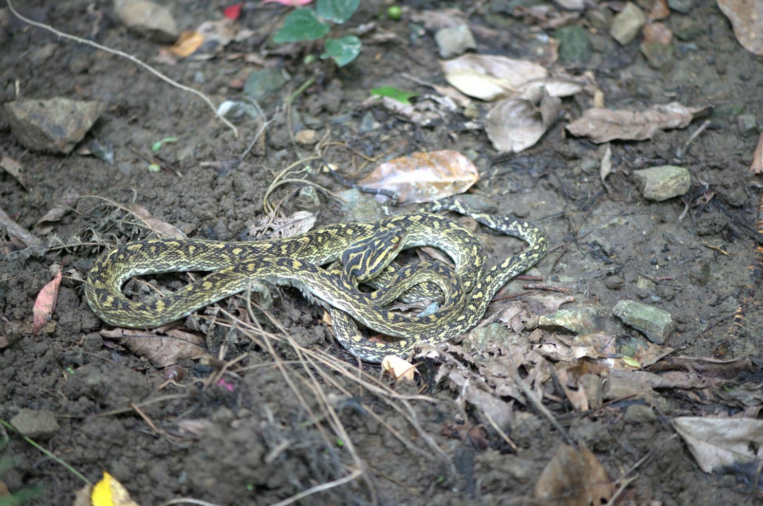 Habu Snake Protobothrops flavoviridis coiled in forest leaf litter on Okinawa