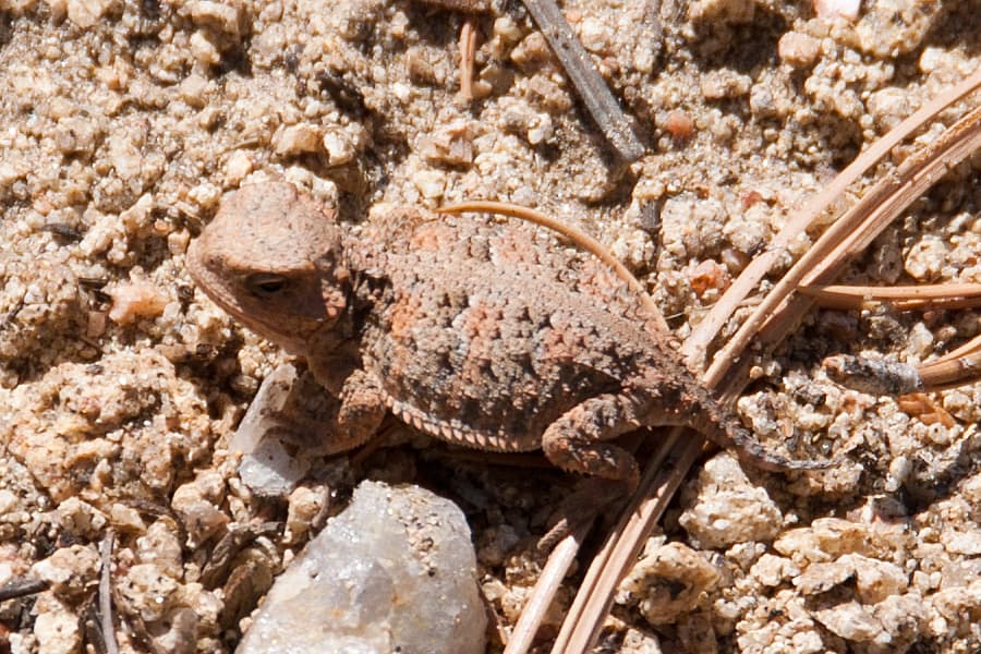 Greater short-horned lizard resting on sandy soil