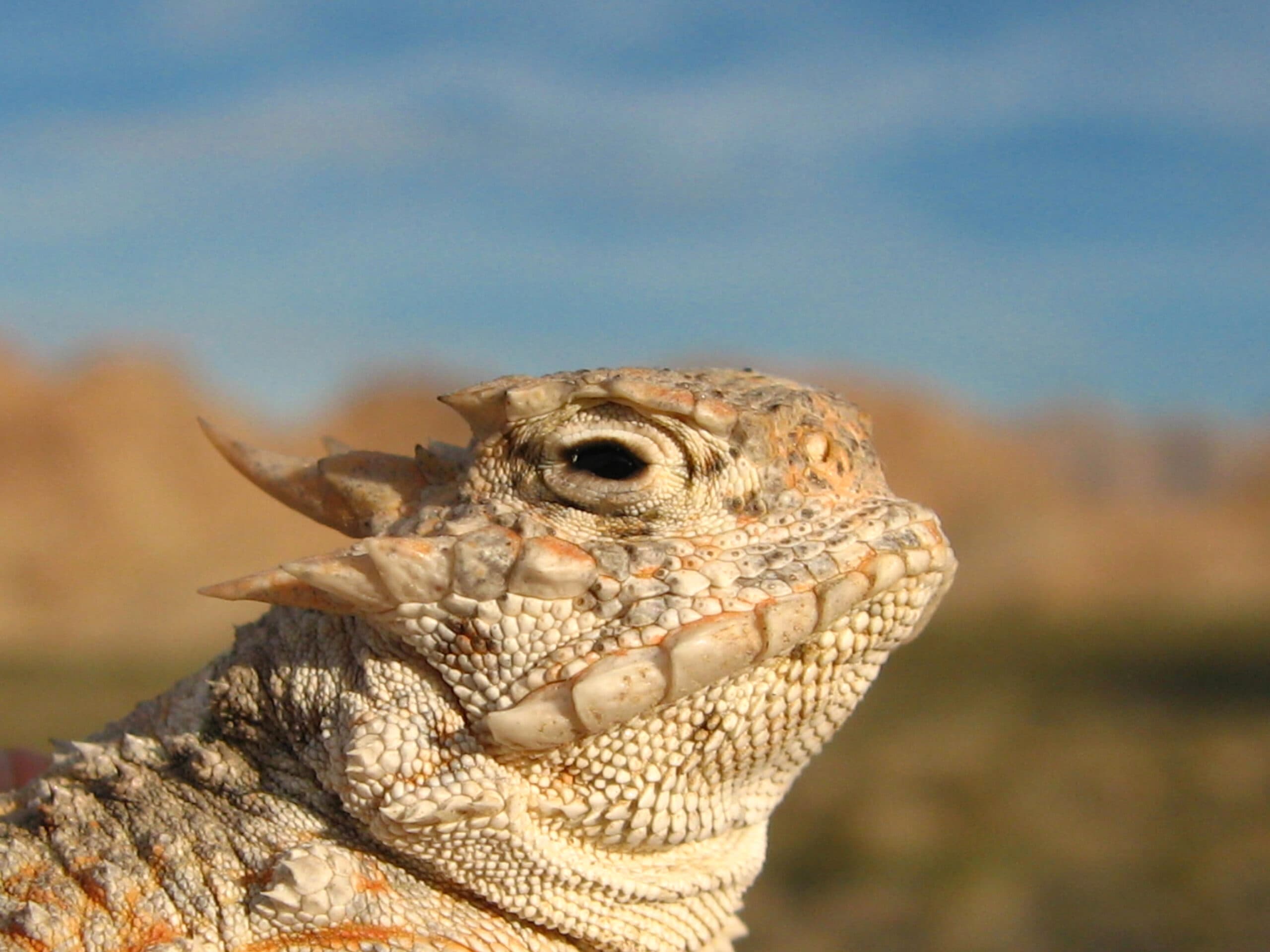 Desert horned lizard head and cranial horns