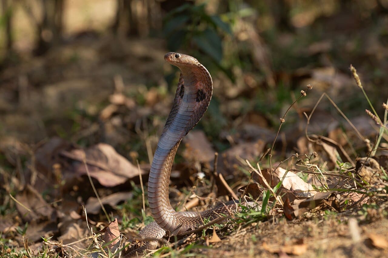 Indian Cobra Naja naja with hood raised among dry leaves in woodland