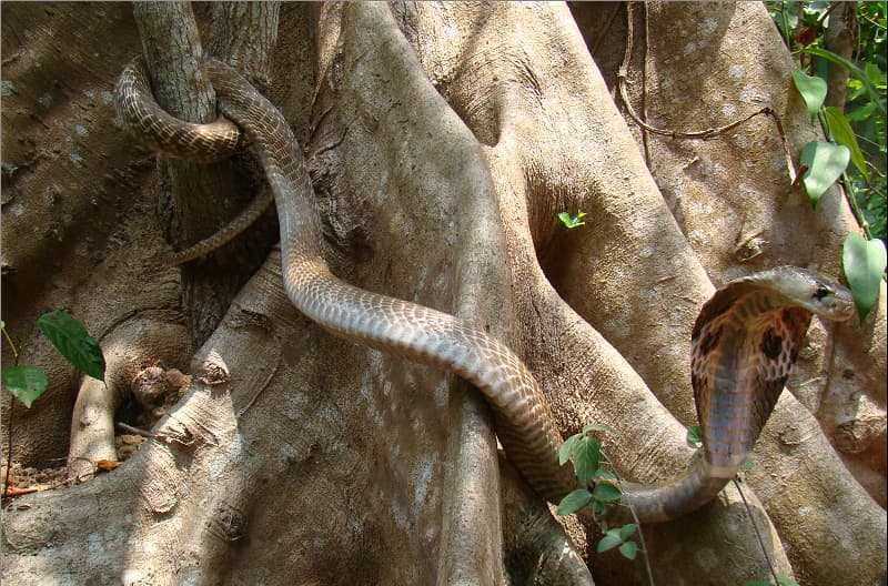 Indian Cobra Naja naja climbing across broad tree roots in habitat