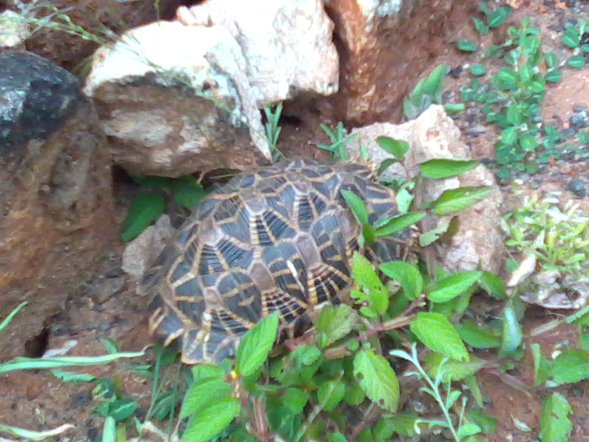 Indian Star Tortoise Geochelone elegans on soil among plants in Kalakkad forest