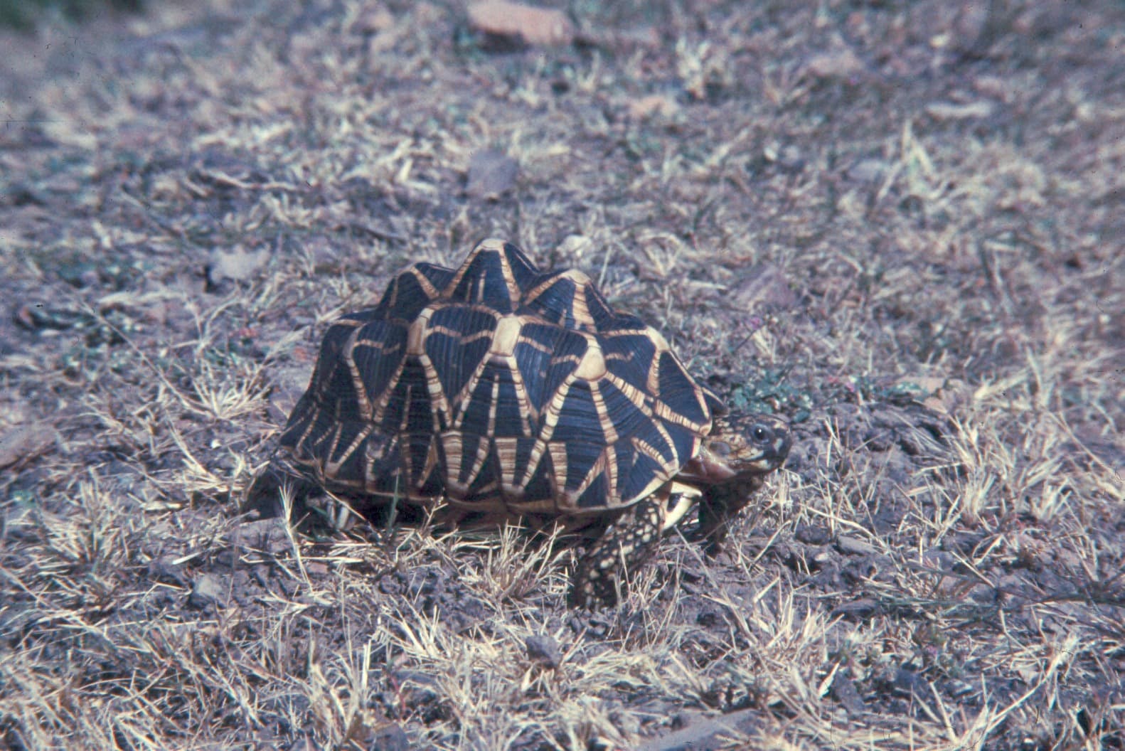 Indian Star Tortoise Geochelone elegans walking through dry grass