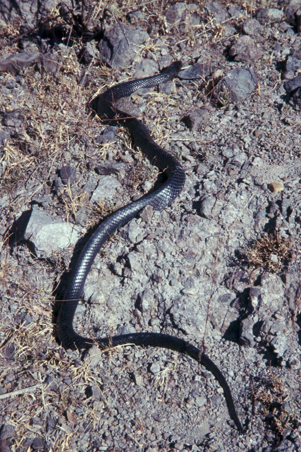 Full-length Eastern Indigo Snake Drymarchon couperi moving over rocky ground