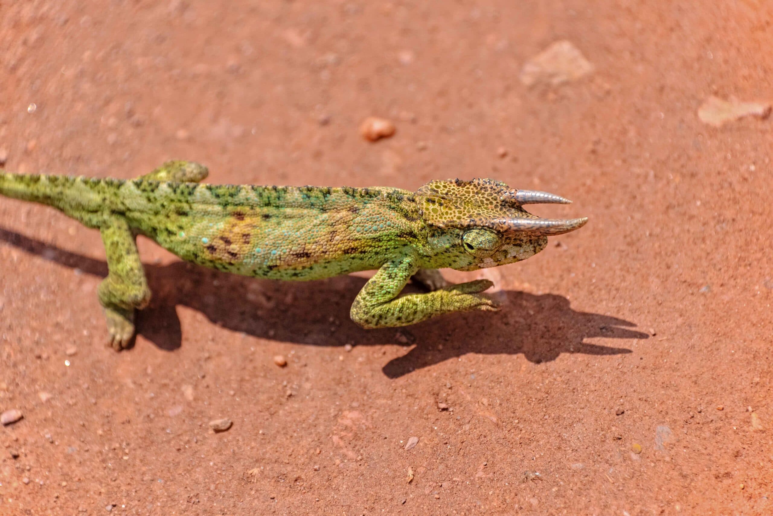 Close view of an adult male Jackson's Chameleon Trioceros jacksonii in Uganda