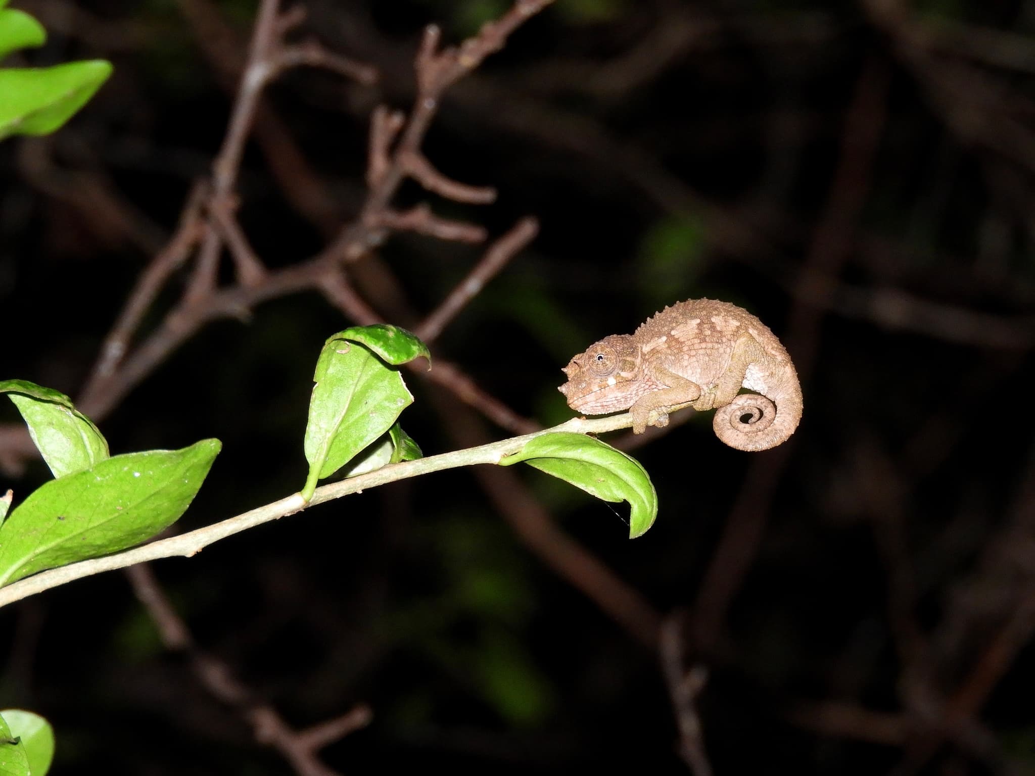 Young or female Jackson's Chameleon Trioceros jacksonii perched on a leafy branch in Kenya at night