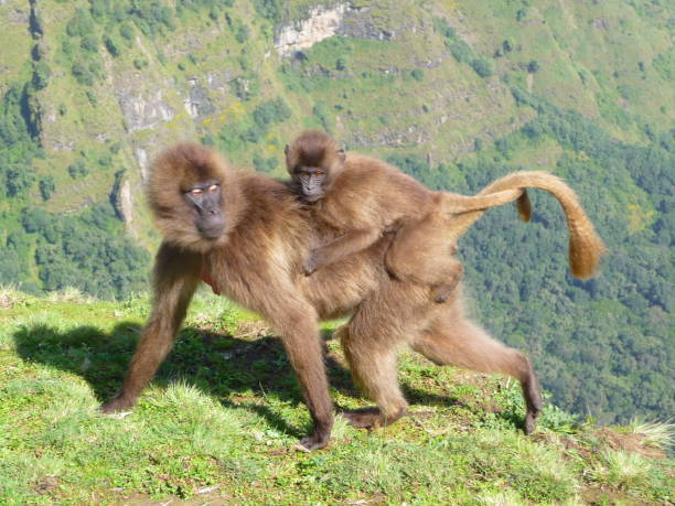 Gelada3