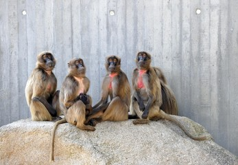 Gelada4