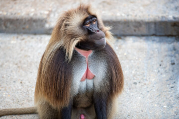 Gelada5 1