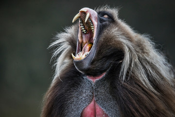 Gelada6