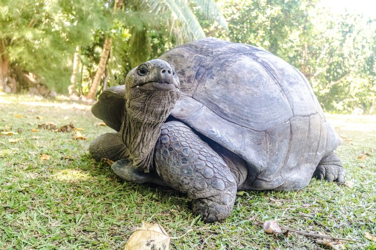 Aldabra Giant Tortoise 2