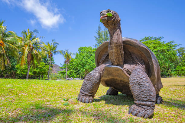 Aldabra Giant Tortoise2 2