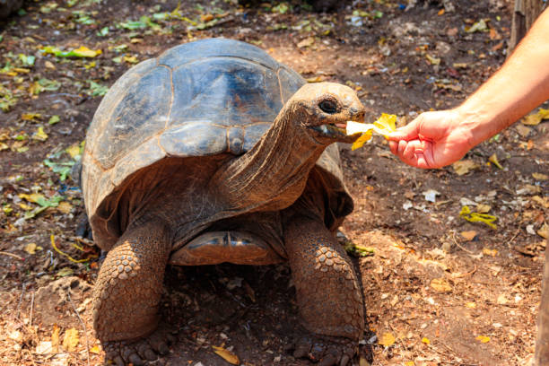 Aldabra Giant Tortoise5 1
