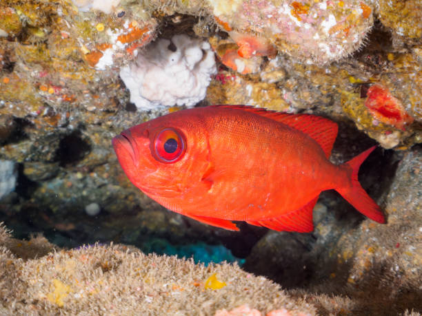 Alfonsino2