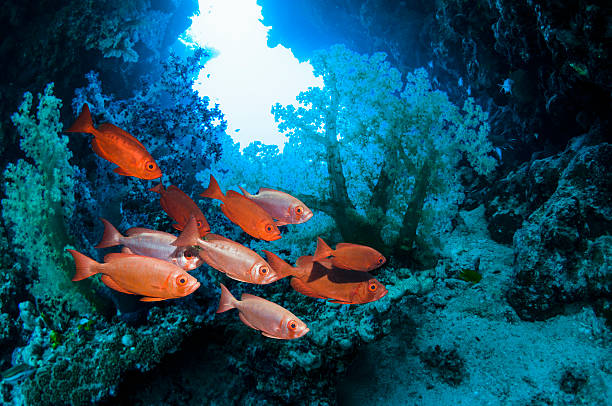 Alfonsino3
