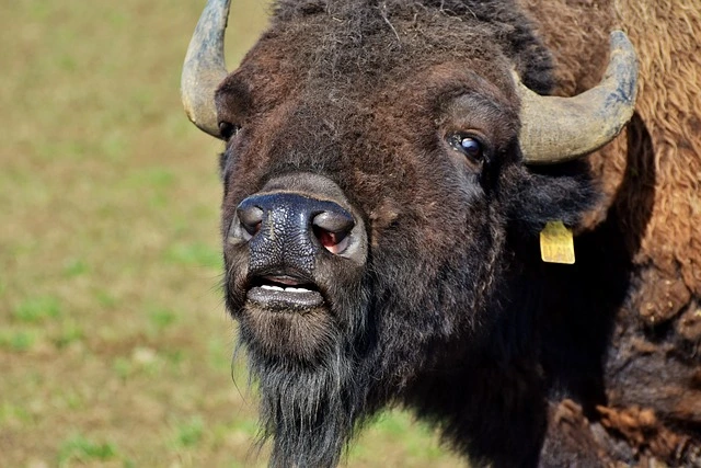 American Bison 666