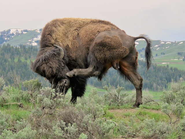 American Bison2