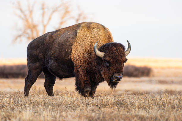 American Bison3