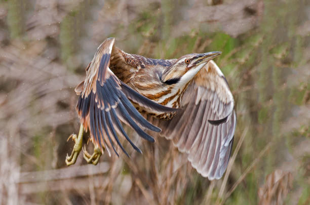 American Bittern