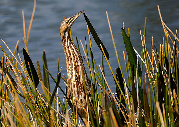 American Bittern2