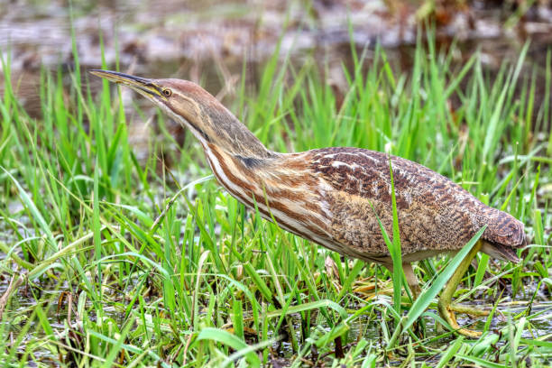 American Bittern5