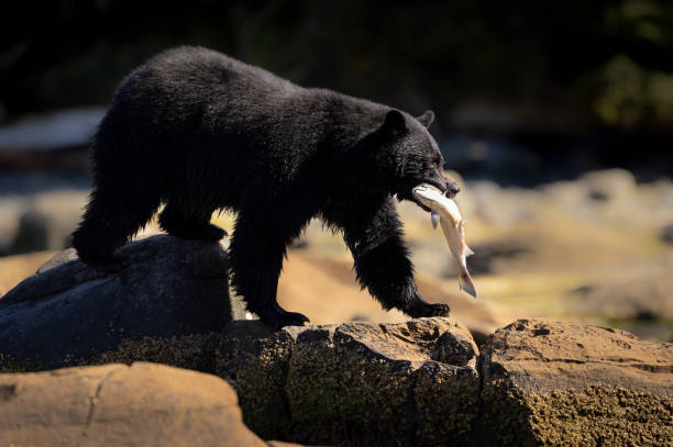 American Black Bear