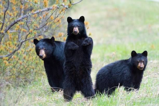 American Black Bear2