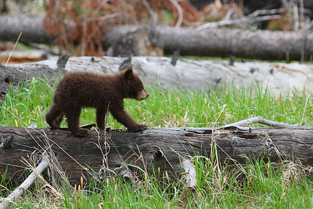 American Black Bear4