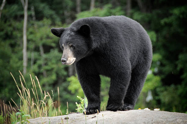 American Black Bear5