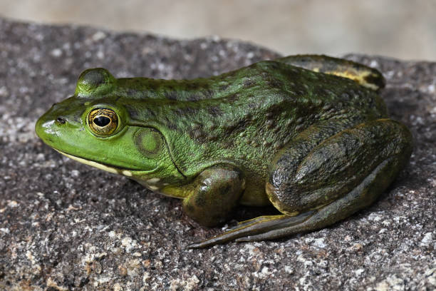 American Bullfrog2