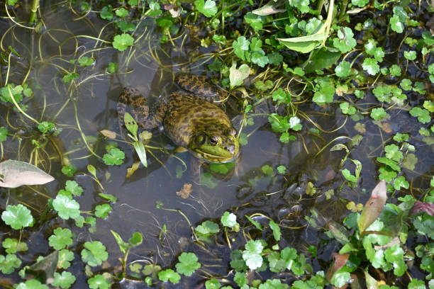 American Bullfrog3