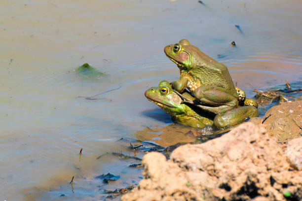 American Bullfrog4