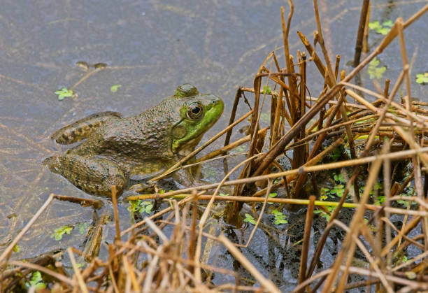 American Bullfrog5