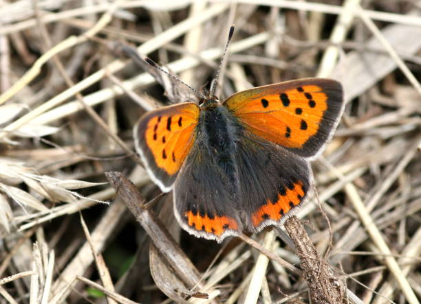 American Copper Butterfly