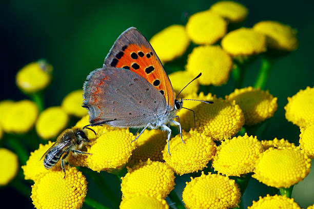 American Copper Butterfly4
