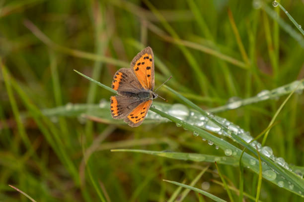 American Copper Butterfly5