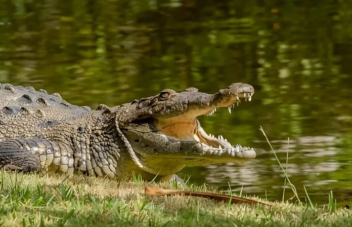 American Crocodile
