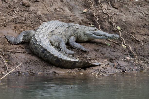 American Crocodile2
