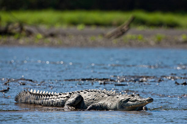 American Crocodile3