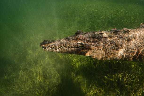 American Crocodile4