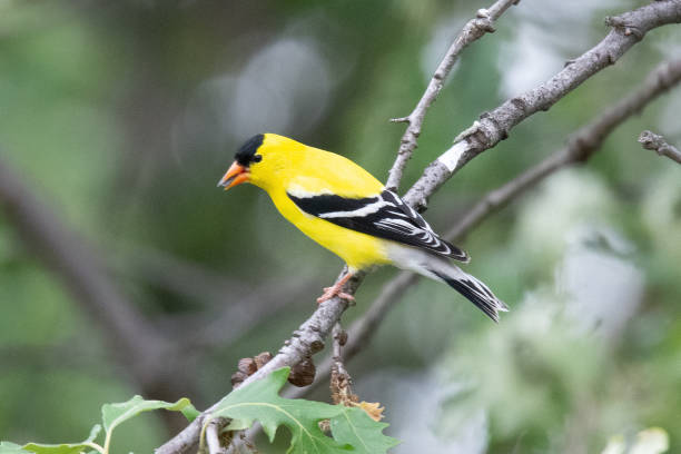 American Goldfinch2