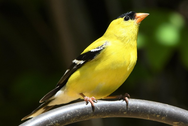 American Goldfinch3