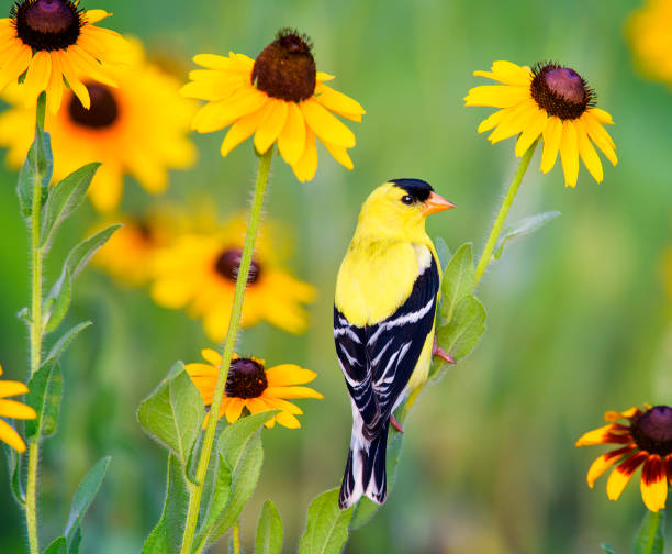 American Goldfinch4
