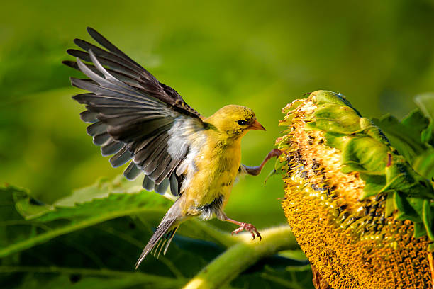 American Goldfinch5